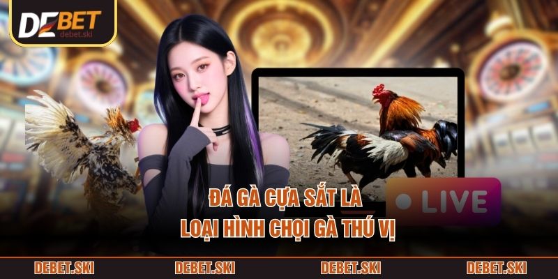 Đá gà cựa sắt là loại hình chọi gà thú vị
